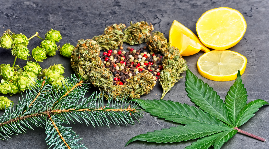 Let's Talk About Terpenes